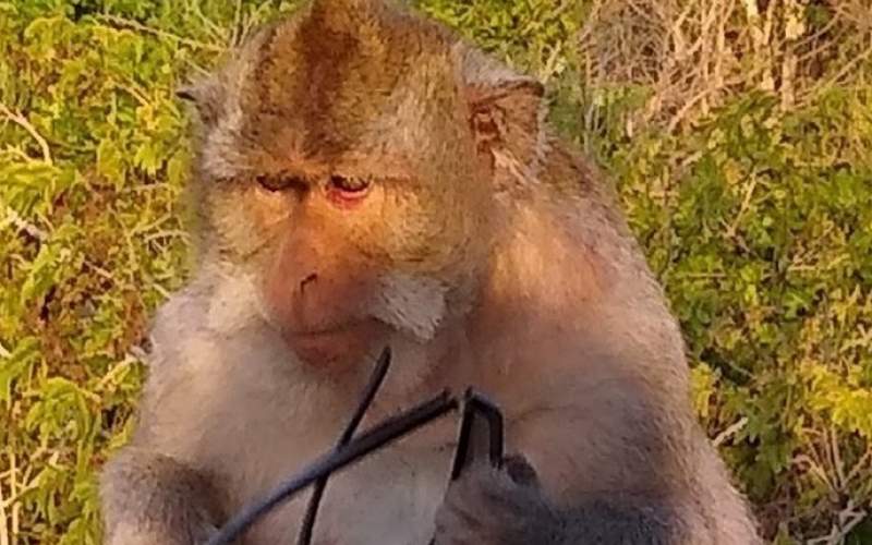 ترفند زیرکانه برای گرفتن عینک از دست میمون