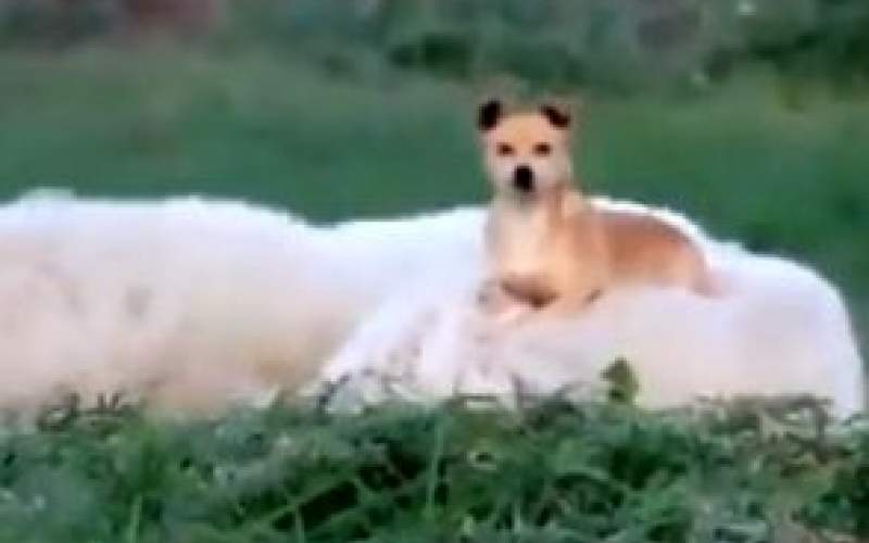 این سگ، زرنگ ترین سگ گله دنیا است