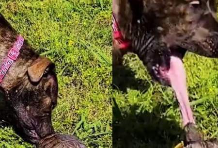 لحظه گاز گرفتن زبان سگ توسط لاک‌پشت