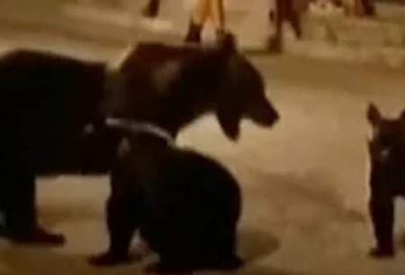 خشم و اندوه در ایتالیا درپی کشتن خرس قهوه‌ای
