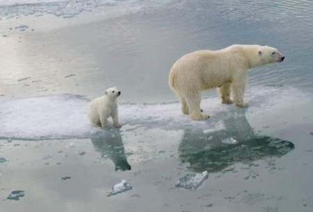 حیات خرس‌های قطبی در معرض خطر است
