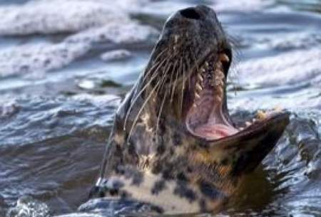 حمله هولناک یک فُک به شناگران در دریای خزر