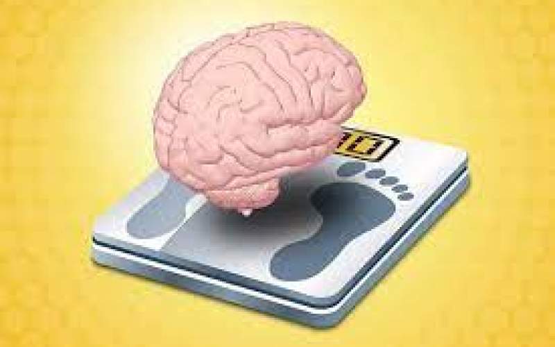 مغز چگونه وزن بدن را تنظیم می‌کند؟