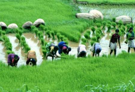 هند بازار جهانی برنج را به هم زد!