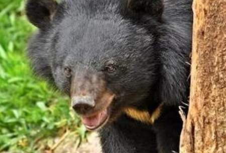 بازیگوشی خرس سیاه در ارتفاعات کهنوج