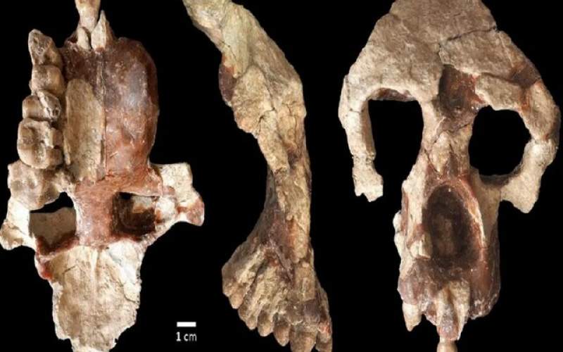اجداد انسان در اروپا تکامل یافته‌اند نه آفریقا!