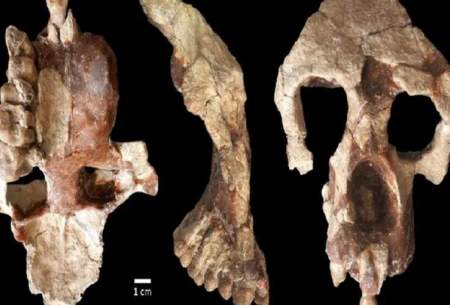 اجداد انسان در اروپا تکامل یافته‌اند نه آفریقا!