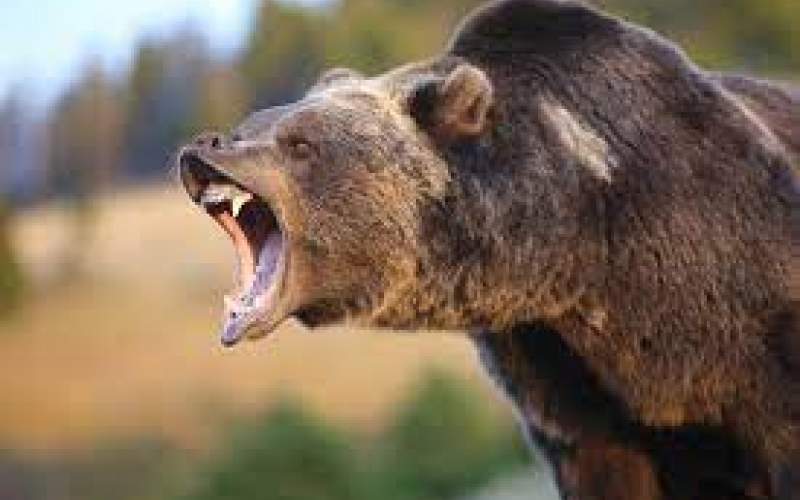 لحظه حمله خرس قهوه‌ای گرسنه به چادر عشایر