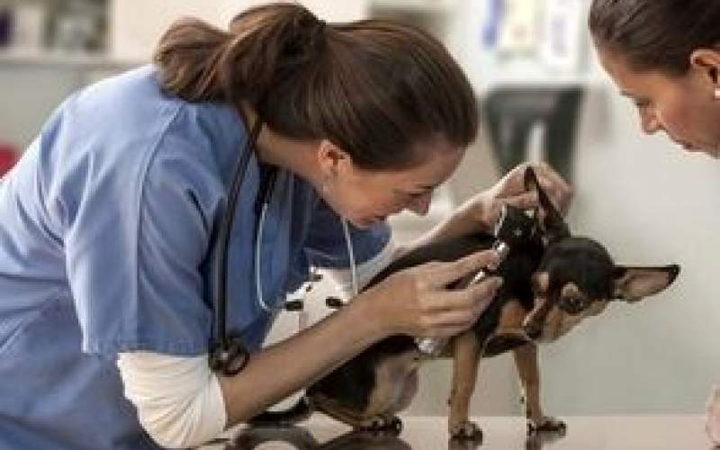 خنده دارترین لحظات حیوانات در کلینیک دامپزشکی
