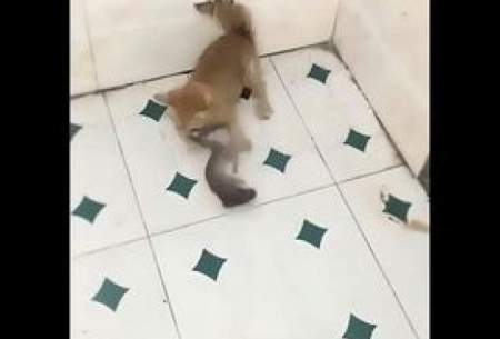 لحظه خنده‌دار شکار یک موش توسط بچه گربه