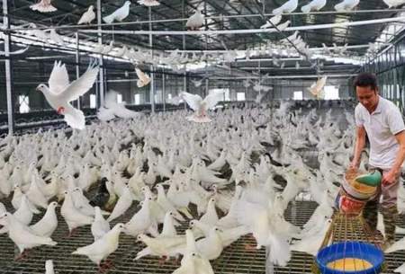 فرایند فرآوری گوشت کبوتر در کارخانه /فیلم