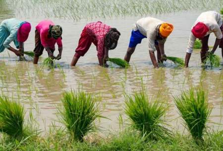 بحران برنج و زنگ هشدار تورم جهانی این محصول