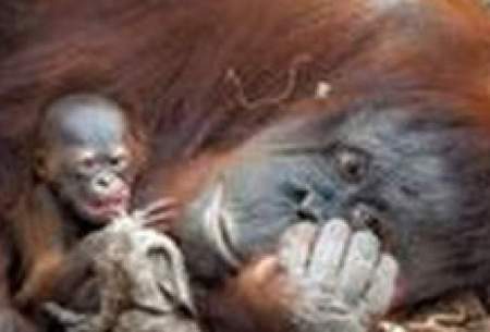 ویدئو بامزه از تولد یک اورانگوتان نادر