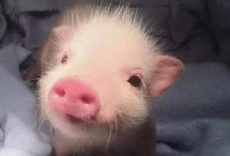 تصویری از تولد خوکی با دو سر و چهار چشم