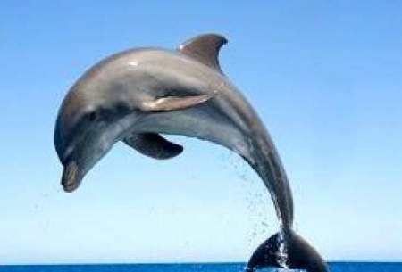 مهربانی ماهی‌گیر دلفین را بنده خودش کرد