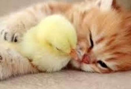 مرغی که مادر بچه گربه‌ها شده است /فیلم
