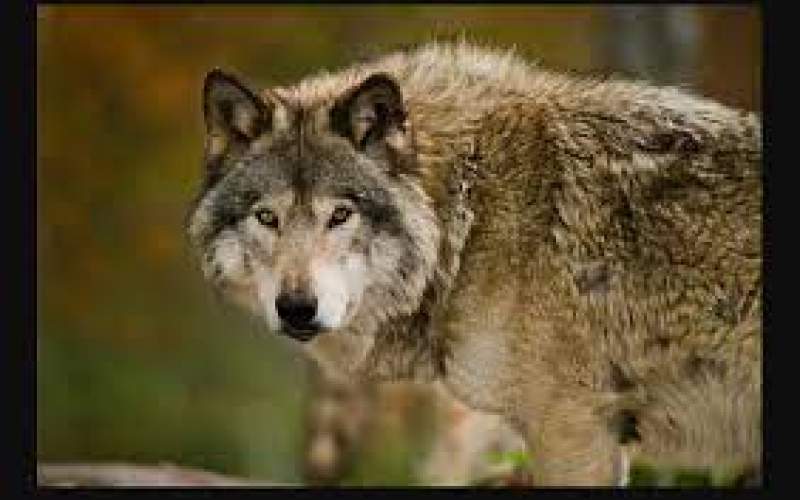 ۵ حقیقت جالب و باورنکردنی در مورد گرگ‌ها