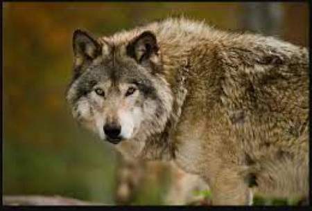۵ حقیقت جالب و باورنکردنی در مورد گرگ‌ها