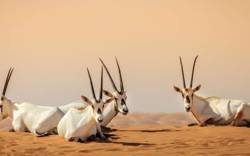 ثبت نخستین میراث طبیعی عربستان در یونسکو