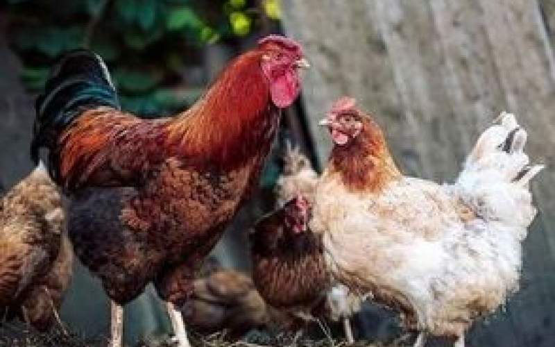 حسادت بامزه خروس به نوازش کردن همسرش!