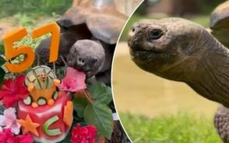 جشن تولد ۵۷ سالگی یک لاک‌پشت غول پیکر