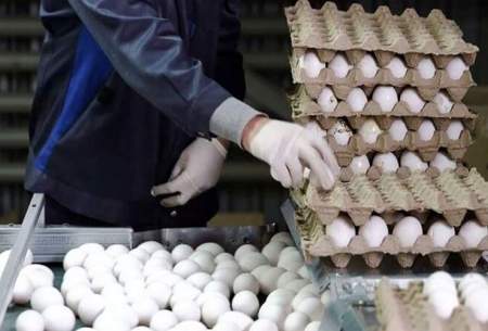 افزایش قیمت تخم مرغ در راه است؟