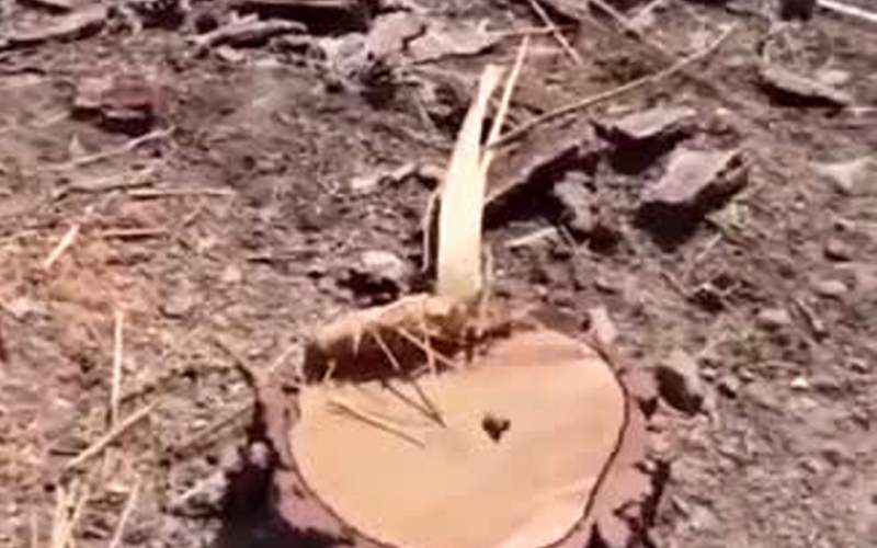 ویدئویی غم‌انگیز از قطع درختان در خراسان جنوبی