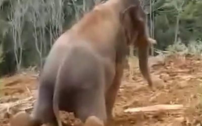 لیز خوردن فیل پس از بارندگی روی تپه گل آلود