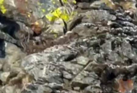 لحظه شکار بز جنگلی توسط عقاب تیزچنگال