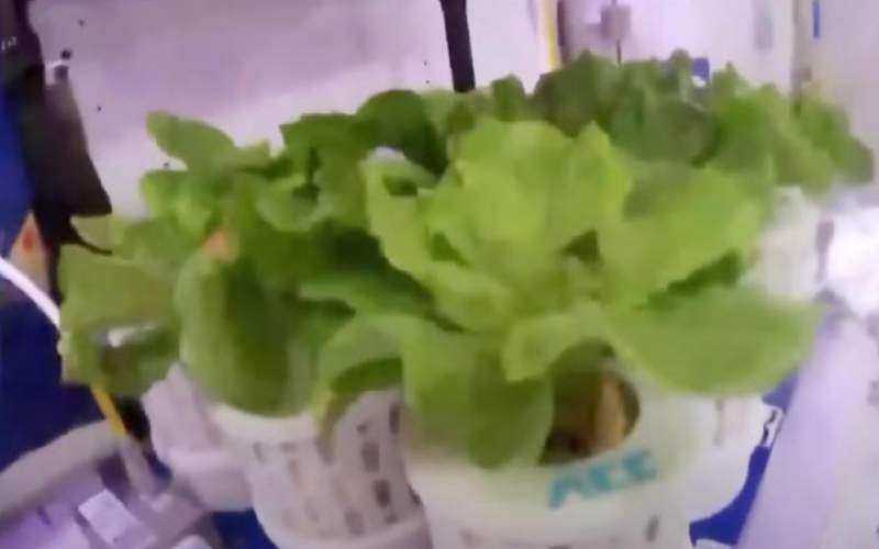 باغ سبزیجات فضانوردان چینی در ایستگاه فضایی