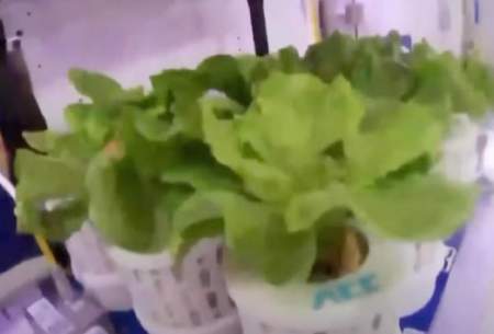 باغ سبزیجات فضانوردان چینی در ایستگاه فضایی