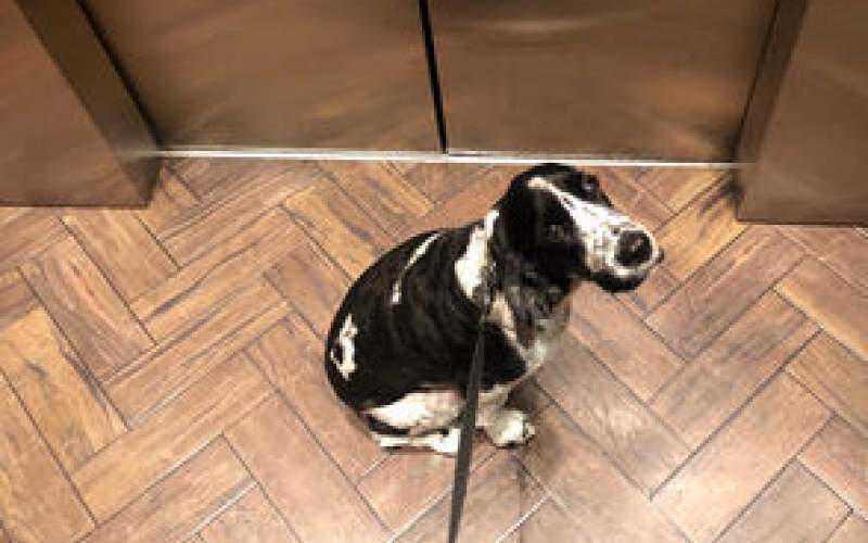 اتفاقی ترسناک برای این سگ در آسانسور