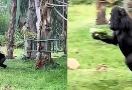 ویدئویی از دو گوریل که از باران فرار می‌کنند