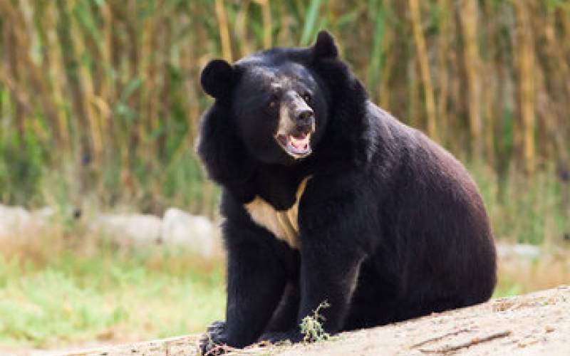 مشاهده ۴ قلاده خرس سیاه آسیایی در کهنوج