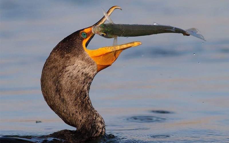 شگرد جالب این پرنده برای صید ماهی
