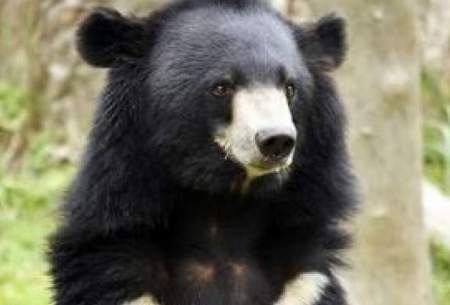 حمله خرس سیاه به میز غذای یک خانواده