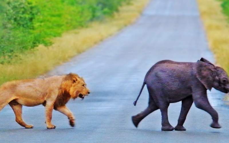 شیرها به دنبال شکار فیل کوچولو /فیلم