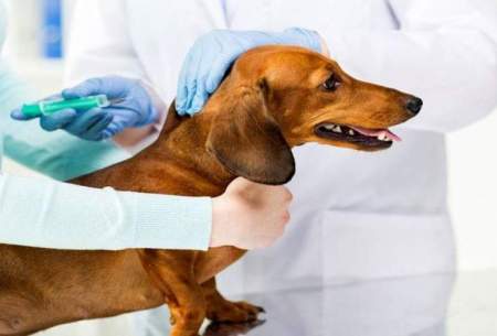 ترویج واکسن به جای سگ‌کشی
