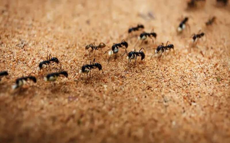 ساخت ربات با الهام از سیستم ناوبری مورچه‌ها