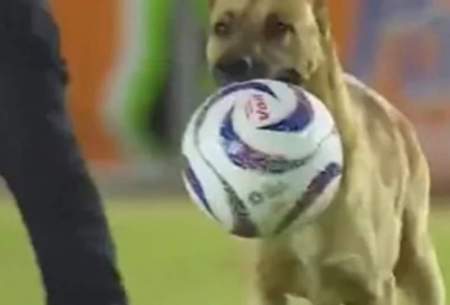 ورود یک سگ به زمین فوتبال و دزدیدن توپ!