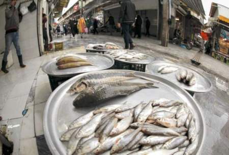قیمت انواع ماهی ۸ مهر ۱۴۰۲/جدول