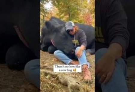 این ویدئو ثابت می‌کند که گاوها هم احساس دارند