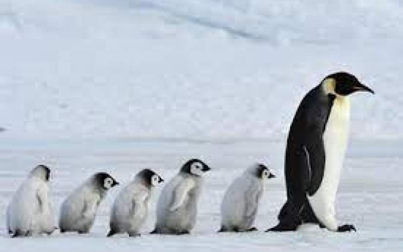 خورده شدن پنگوئن تازه متولد شده توسط پدرش