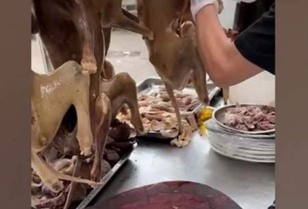 ویدئویی از فروش کله پاچه سگ در چین