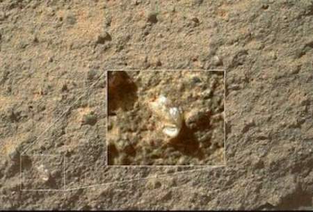 عکس گل‌ زیبایی که بر سطح مریخ روییده‌