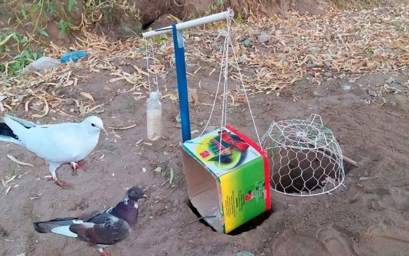 تله عجیبی جوان پاکستانی برای شکار کبوتر‌ها