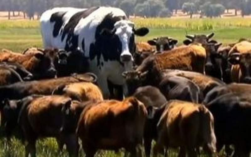 بزرگترین گاو جهان با ۱.۵ تن وزن /فیلم