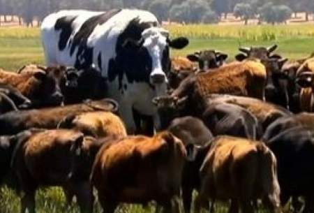 بزرگترین گاو جهان با ۱.۵ تن وزن /فیلم