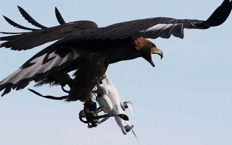 لحظه دزدیدن پهپاد در حال پرواز توسط عقاب