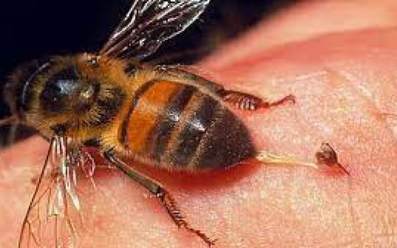 دلیل مردن زنبور عسل پس از نیش زدن/فیلم